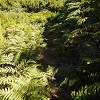 Plants: image 46 Of 208 Thumb